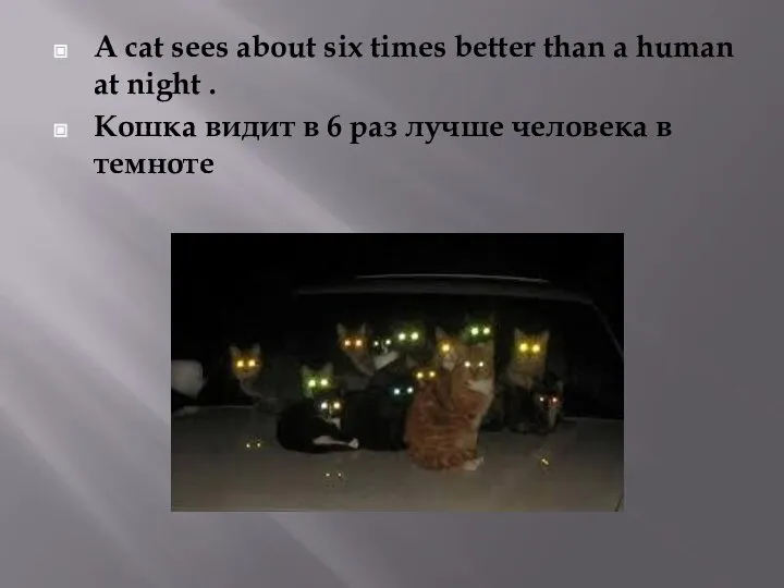 A cat sees about six times better than a human at night