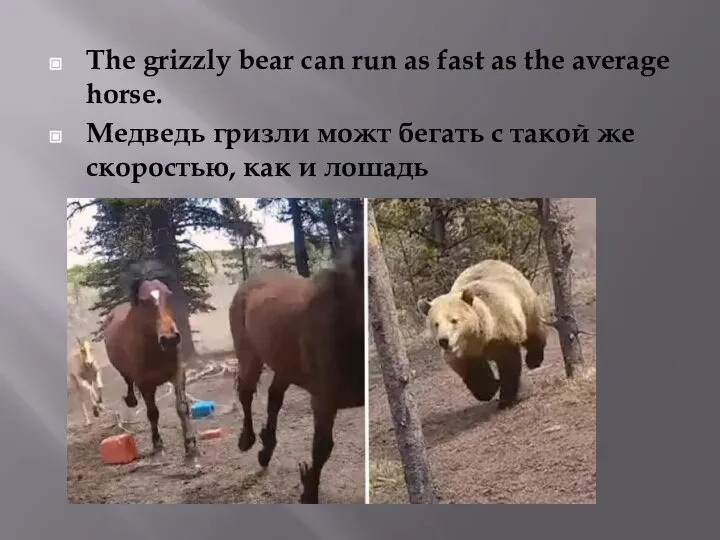 The grizzly bear can run as fast as the average horse. Медведь