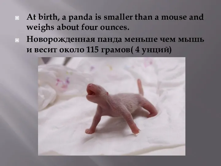 At birth, a panda is smaller than a mouse and weighs about