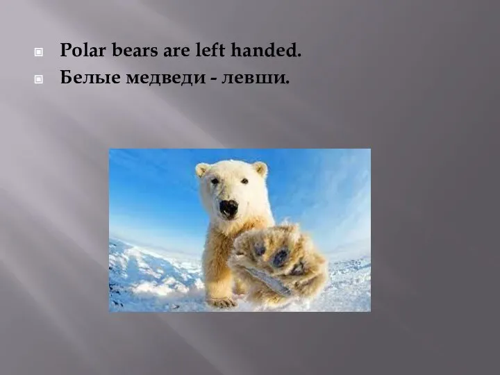 Polar bears are left handed. Белые медведи - левши.