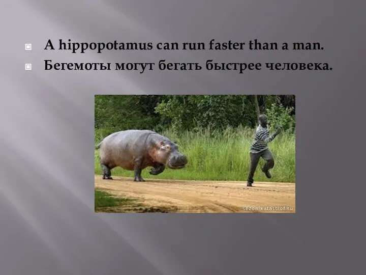 A hippopotamus can run faster than a man. Бегемоты могут бегать быстрее человека.