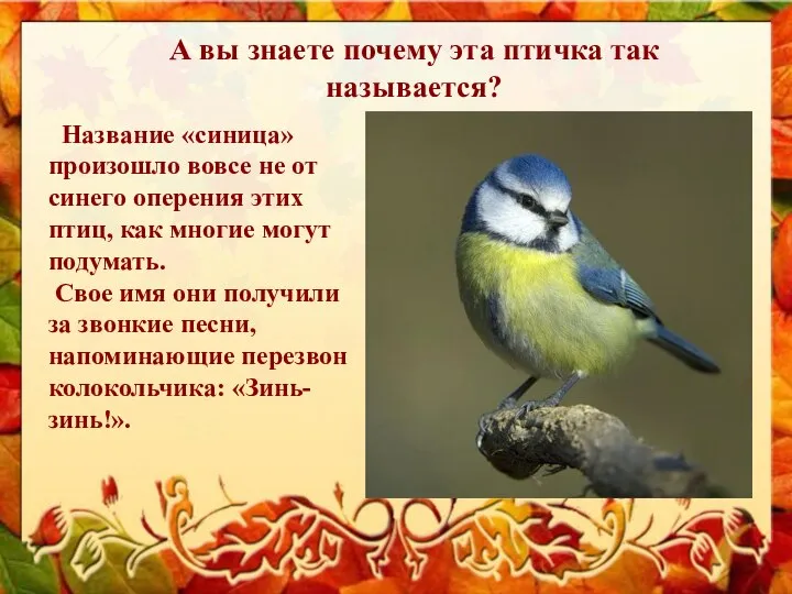 А вы знаете почему эта птичка так называется? Название «синица» произошло вовсе