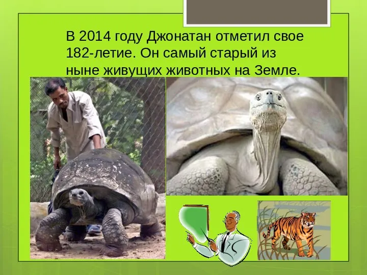 В 2014 году Джонатан отметил свое 182-летие. Он самый старый из ныне живущих животных на Земле.