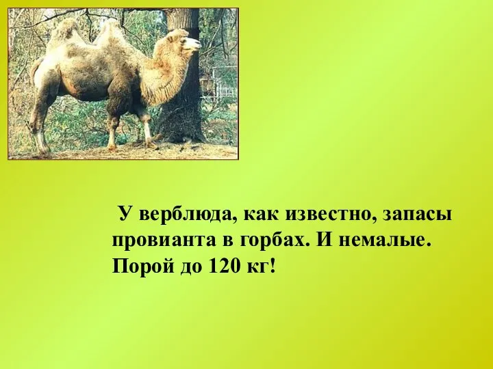 У верблюда, как известно, запасы провианта в горбах. И немалые. Порой до 120 кг!