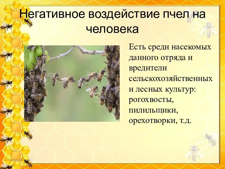 Негативное воздействие пчел на человека Есть среди насекомых данного отряда и вредители