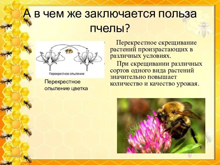 А в чем же заключается польза пчелы? Перекрестное скрещивание растений произрастающих в