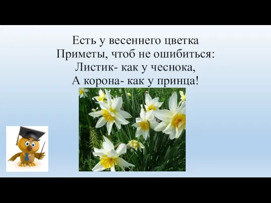 Есть у весеннего цветка Приметы, чтоб не ошибиться: Листик- как у чеснока,