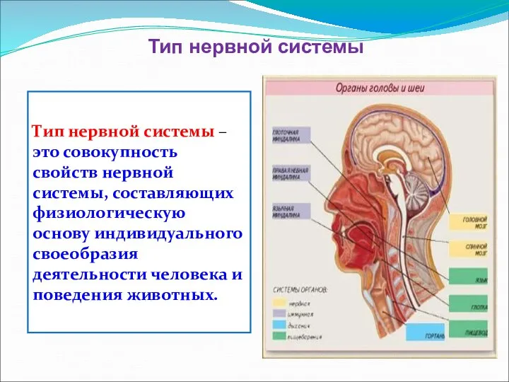 Тип нервной системы – это совокупность свойств нервной системы, составляющих физиологическую основу