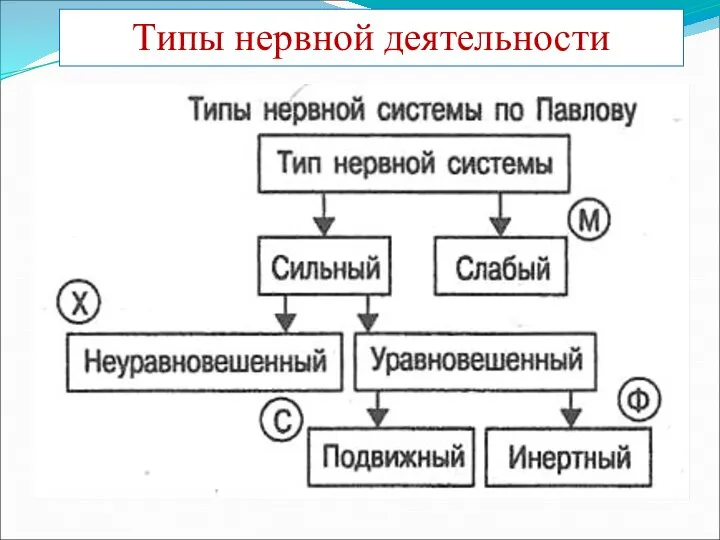 Типы нервной деятельности