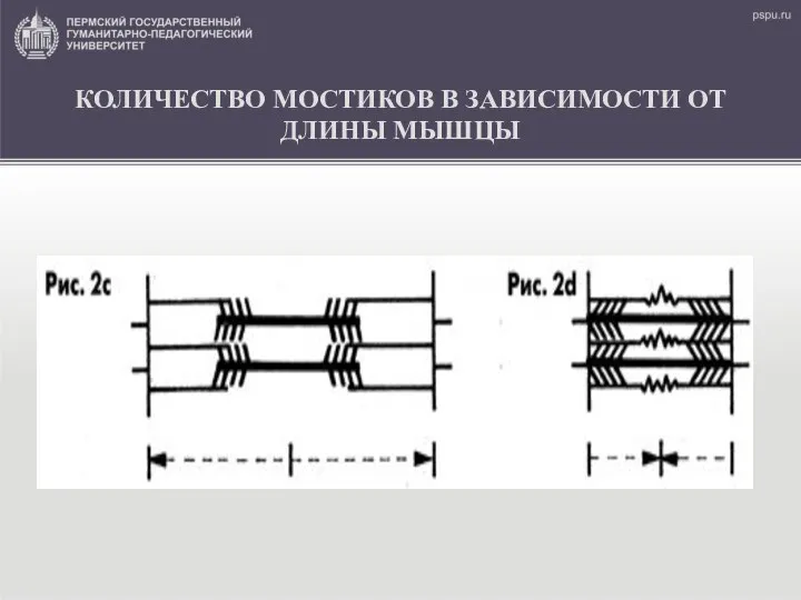 КОЛИЧЕСТВО МОСТИКОВ В ЗАВИСИМОСТИ ОТ ДЛИНЫ МЫШЦЫ