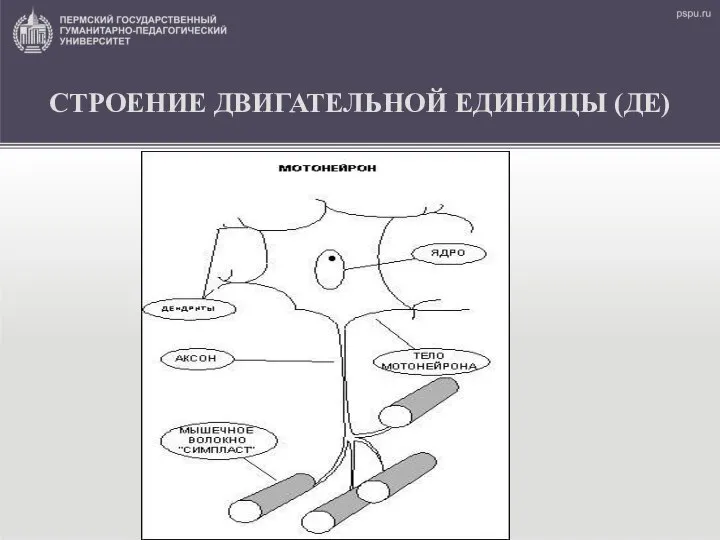 СТРОЕНИЕ ДВИГАТЕЛЬНОЙ ЕДИНИЦЫ (ДЕ)