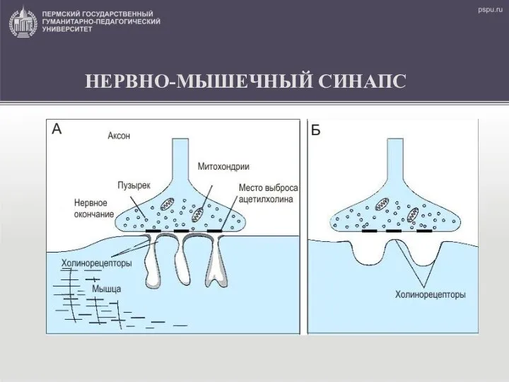 НЕРВНО-МЫШЕЧНЫЙ СИНАПС