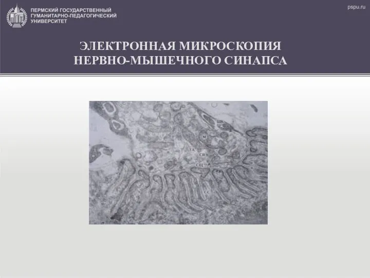 ЭЛЕКТРОННАЯ МИКРОСКОПИЯ НЕРВНО-МЫШЕЧНОГО СИНАПСА