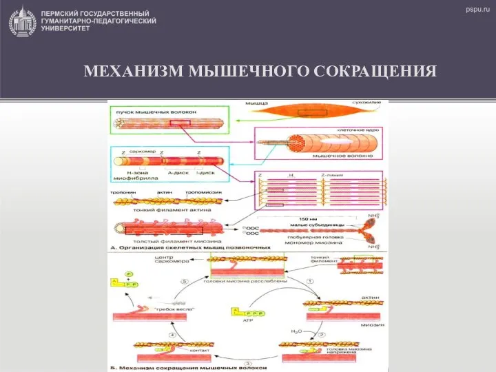 МЕХАНИЗМ МЫШЕЧНОГО СОКРАЩЕНИЯ