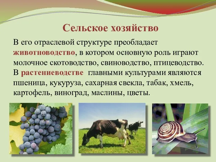 Сельское хозяйство В его отраслевой структуре преобладает животноводство, в котором основную роль