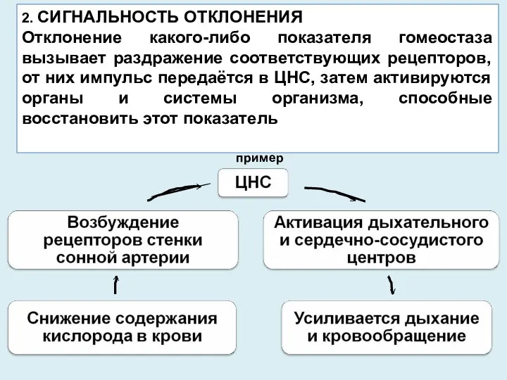 пример 2. СИГНАЛЬНОСТЬ ОТКЛОНЕНИЯ Отклонение какого-либо показателя гомеостаза вызывает раздражение соответствующих рецепторов,