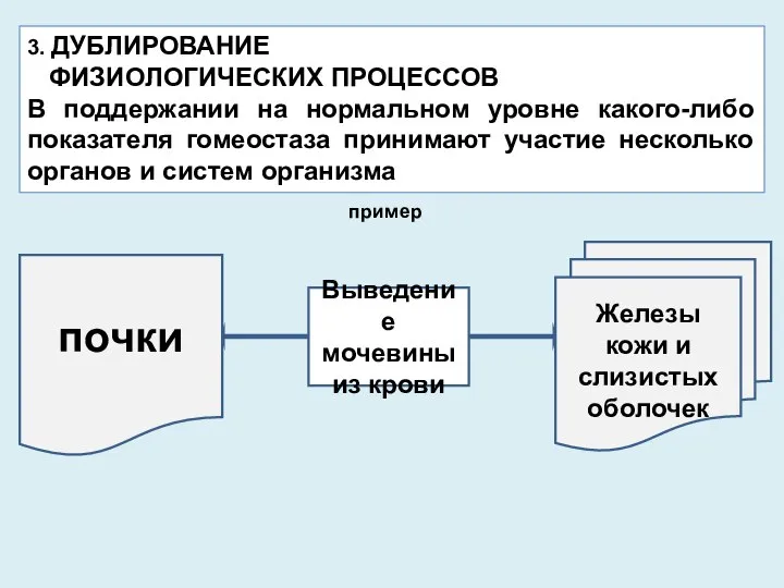 3. ДУБЛИРОВАНИЕ ФИЗИОЛОГИЧЕСКИХ ПРОЦЕССОВ В поддержании на нормальном уровне какого-либо показателя гомеостаза