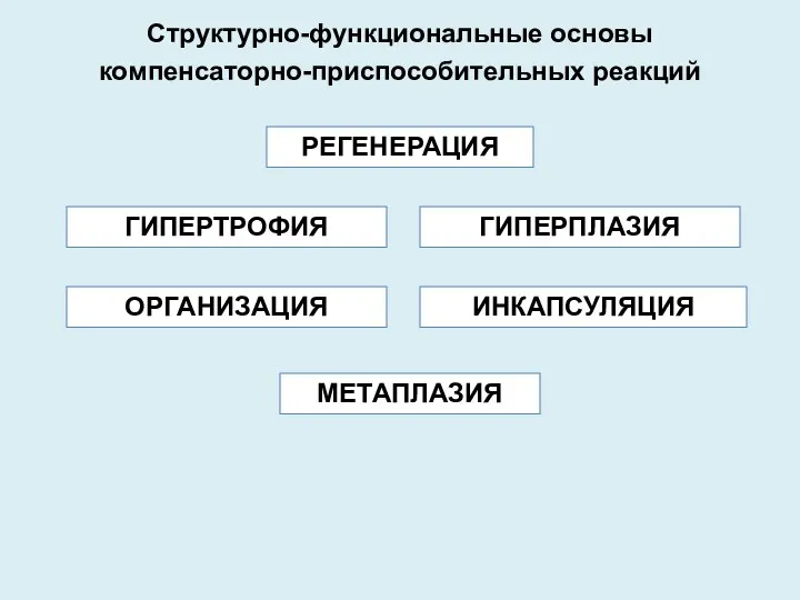 РЕГЕНЕРАЦИЯ ГИПЕРТРОФИЯ ОРГАНИЗАЦИЯ Структурно-функциональные основы компенсаторно-приспособительных реакций МЕТАПЛАЗИЯ ГИПЕРПЛАЗИЯ ИНКАПСУЛЯЦИЯ