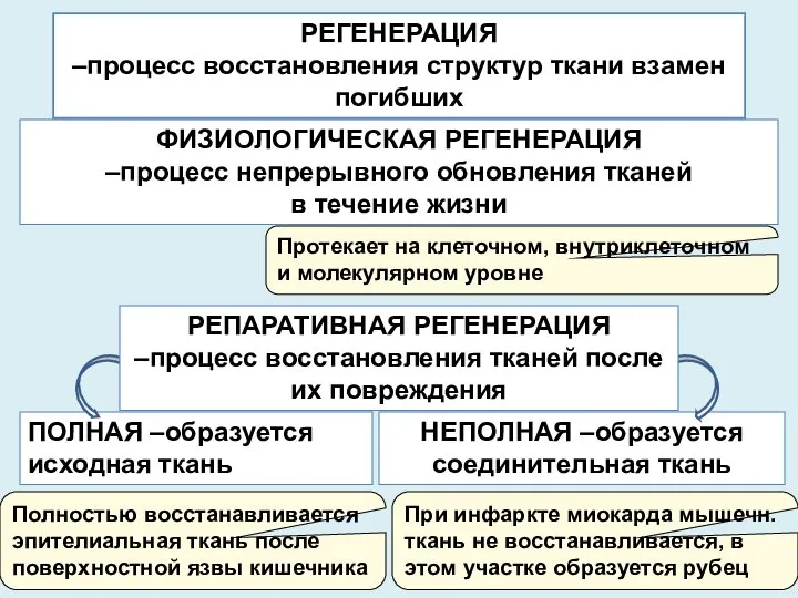 РЕГЕНЕРАЦИЯ –процесс восстановления структур ткани взамен погибших ПОЛНАЯ –образуется исходная ткань НЕПОЛНАЯ