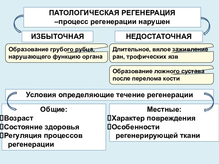 Общие: Возраст Состояние здоровья Регуляция процессов регенерации Местные: Характер повреждения Особенности регенерирующей