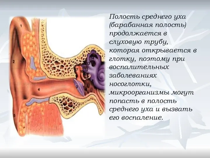 Полость среднего уха (барабанная полость) продолжается в слуховую трубу, которая открывается в
