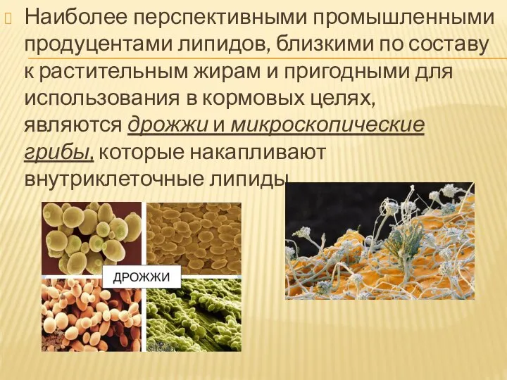 Наиболее перспективными промышленными продуцентами липидов, близкими по составу к растительным жирам и