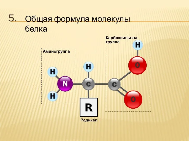 5. Общая формула молекулы белка