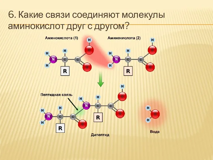 6. Какие связи соединяют молекулы аминокислот друг с другом?