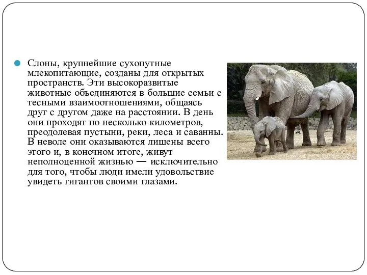 Слоны, крупнейшие сухопутные млекопитающие, созданы для открытых пространств. Эти высокоразвитые животные объединяются