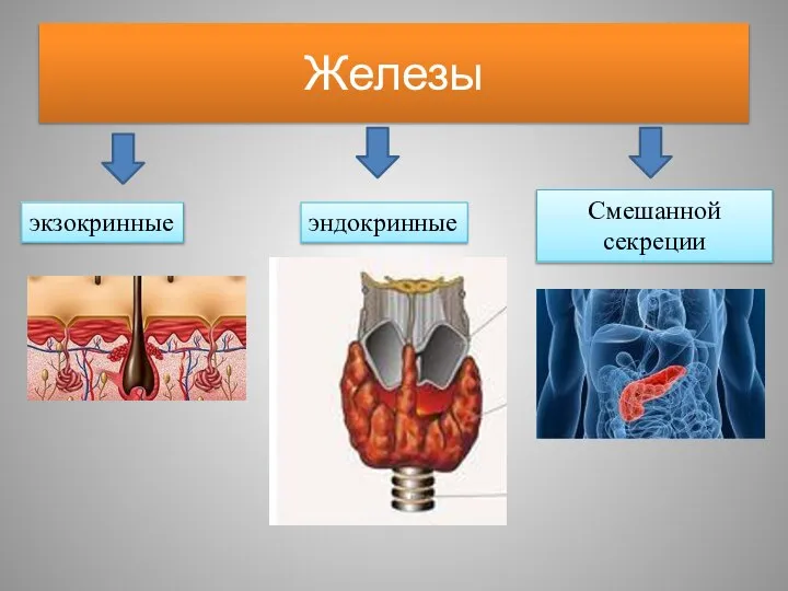 Железы экзокринные эндокринные Смешанной секреции