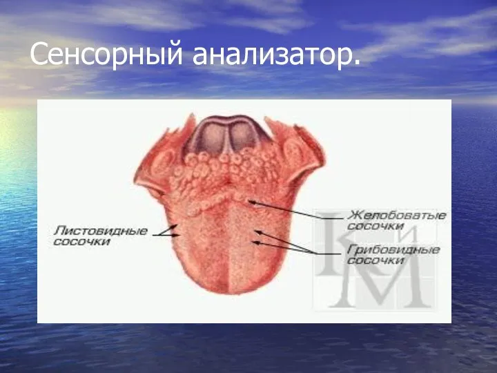 Сенсорный анализатор.