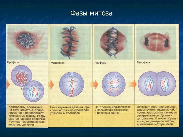 Фазы митоза