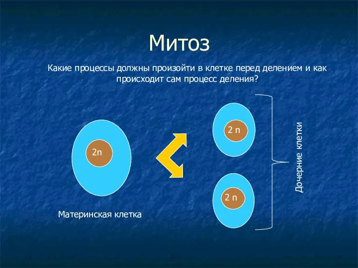 Митоз 2n 2 n Материнская клетка Дочерние клетки 2 n Какие процессы