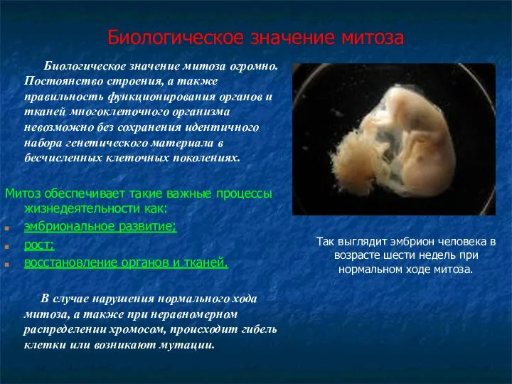 Биологическое значение митоза Биологическое значение митоза огромно. Постоянство строения, а также правильность