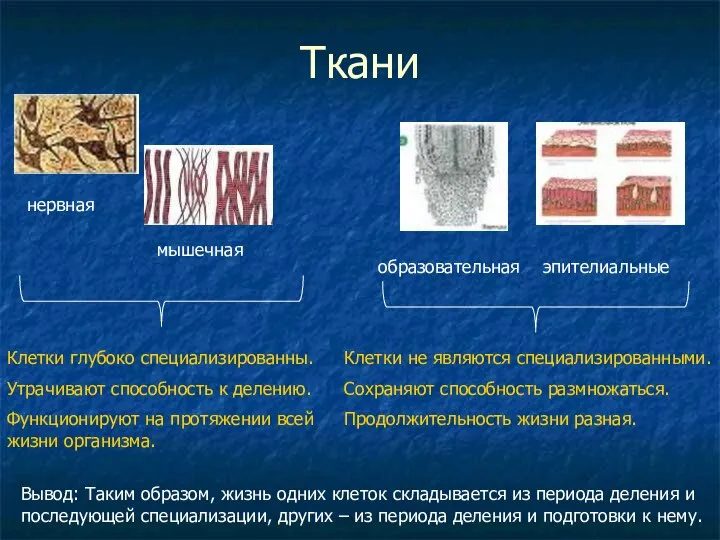 Ткани нервная мышечная образовательная эпителиальные Клетки глубоко специализированны. Утрачивают способность к делению.