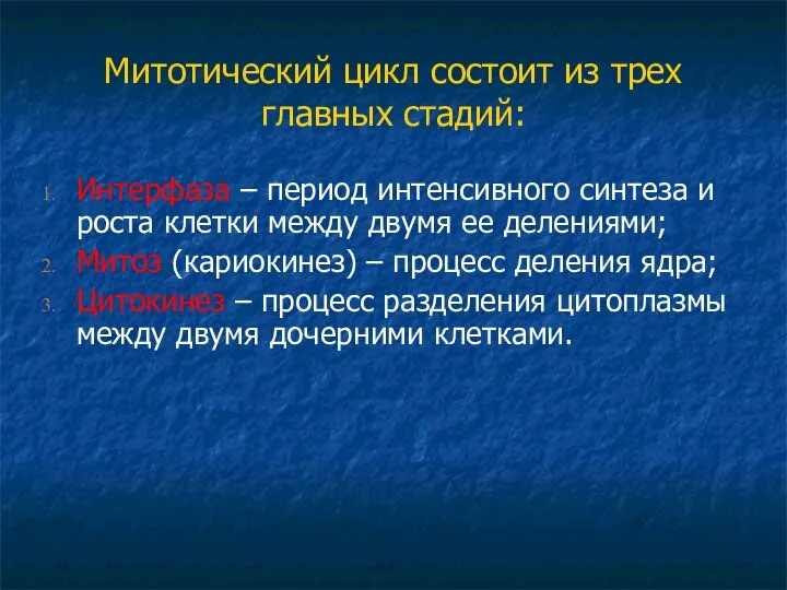 Митотический цикл состоит из трех главных стадий: Интерфаза – период интенсивного синтеза