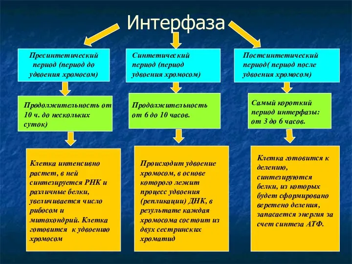 Интерфаза Пресинтетический период (период до удвоения хромосом) Синтетический период (период удвоения хромосом)