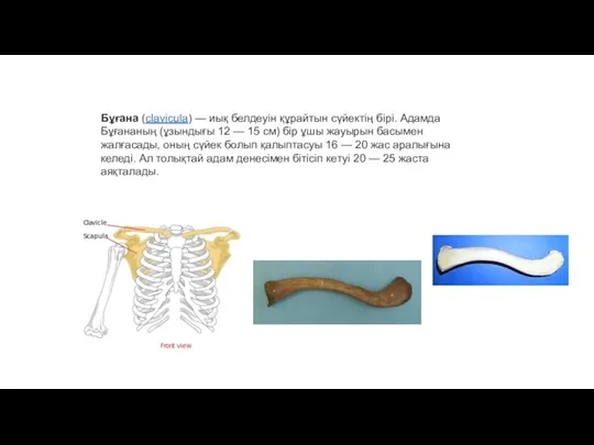 Бұғана (clavіcula) — иық белдеуін құрайтын сүйектің бірі. Адамда Бұғананың (ұзындығы 12