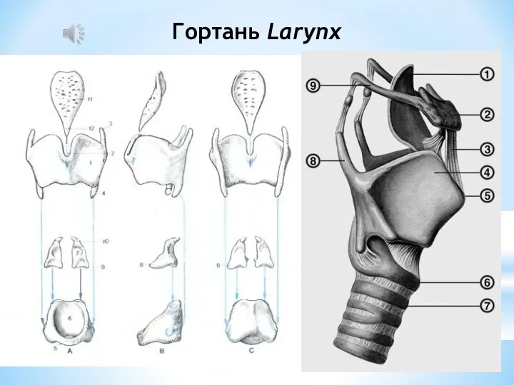 Гортань Larynx