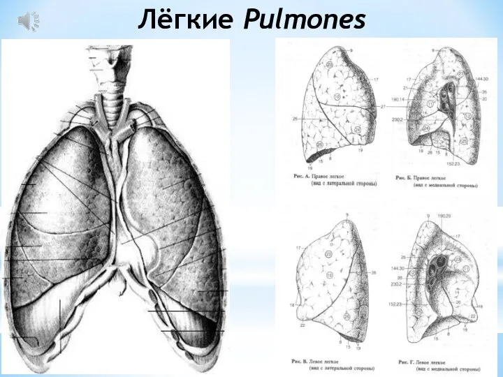 Лёгкие Pulmones