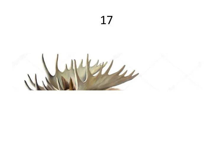 17