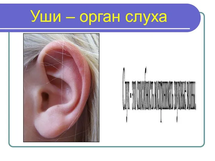 Уши – орган слуха Слух - это способность воспринимать звуковые волны.