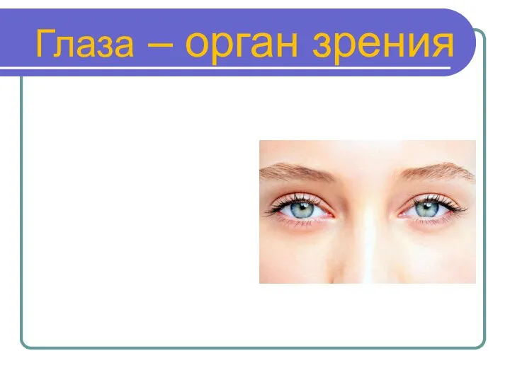 Глаза – орган зрения Зрение - это способность воспринимать величину, форму, цвет предметов и их расположение.