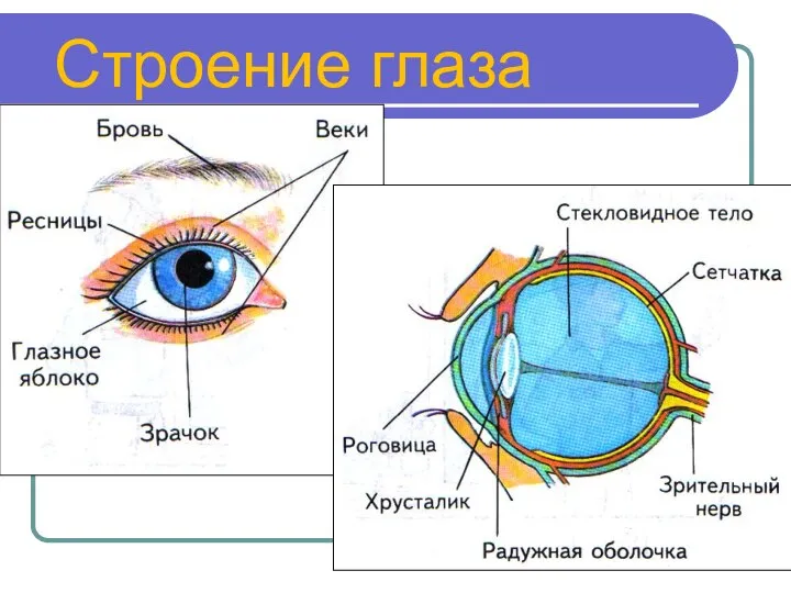 Строение глаза