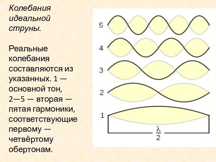 Колебания идеальной струны. Реальные колебания составляются из указанных. 1 — основной тон,