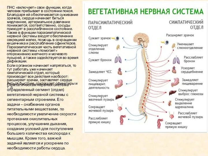 Симпатическая нервная система - определенный сегмент (отдел) вегетативной нервной системы с сегментарным