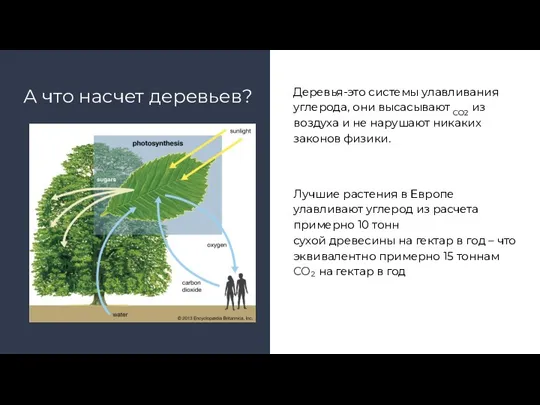 А что насчет деревьев? Деревья-это системы улавливания углерода, они высасывают CO2 из