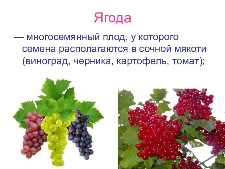 Ягода — многосемянный плод, у которого семена располагаются в сочной мякоти (виноград, черника, картофель, томат);