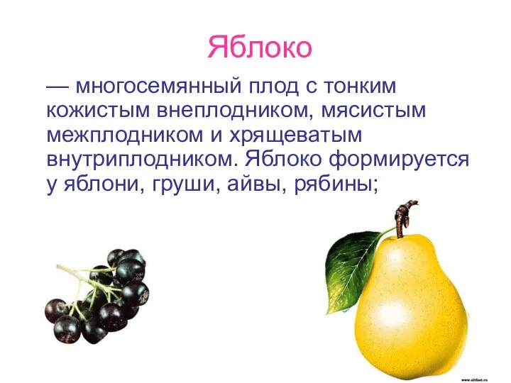 Яблоко — многосемянный плод с тонким кожистым внеплодником, мясистым межплодником и хрящеватым