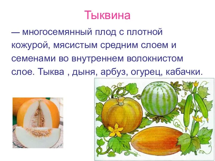 Тыквина — многосемянный плод с плотной кожурой, мясистым средним слоем и семенами